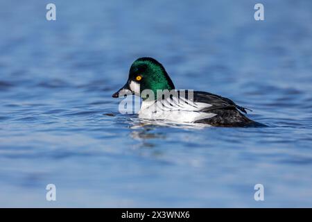 Goldeneye (Bucephala clangula), drake on Water. Deutschland Stockfoto