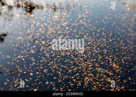 Winterkran fliegt (Trichoceridae) an einem sonnigen Februartag über einen Bach. Deutschland Stockfoto