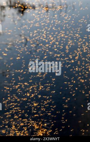 Winterkran fliegt (Trichoceridae) an einem sonnigen Februartag über einen Bach. Deutschland Stockfoto