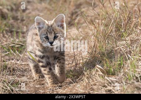 Serval (Felis serval, Leptailurus serval). Junge (2 Monate alt) zu Fuß in der Savanne. Maasai Mara National Reserve, Kenya e deux mois (Leptailurus serval), prÃ¨s de sa mÃ¨re dans la savane,// Ostafrika, Kenia, Masai Mara National Reserve, Nationalpark, zwei Monate altes Little Serval (Leptailurus serval), in der Nähe seiner Mutter in der Savanne, Stockfoto