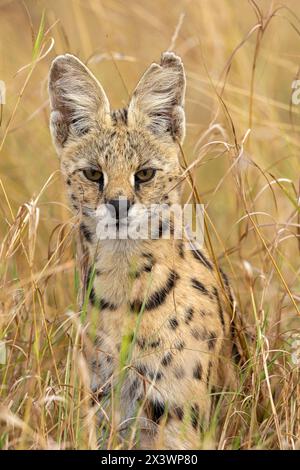 Serval (Felis serval, Leptailurus serval) sitzt auf trockenem Gras. Maasai Mara National Reserve, Kenia Stockfoto