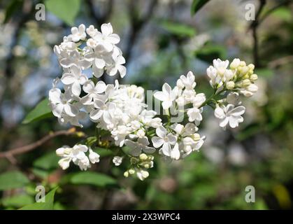 Bild von der weißen Syringa in einem Garten Stockfoto