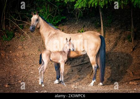 Akhal-Teke. Stutte mit gestehtem Fohlen. Deutschland Stockfoto