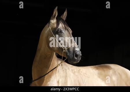 Akhal-Teke. Porträt eines Erwachsenen vor schwarzem Hintergrund. Deutschland Stockfoto