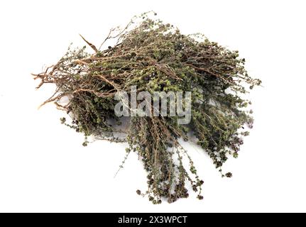 Thymus vulgaris vor weißem Hintergrund Stockfoto