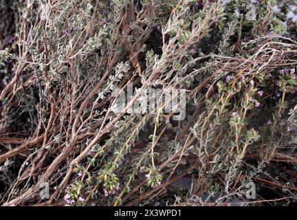 Thymus vulgaris vor weißem Hintergrund Stockfoto