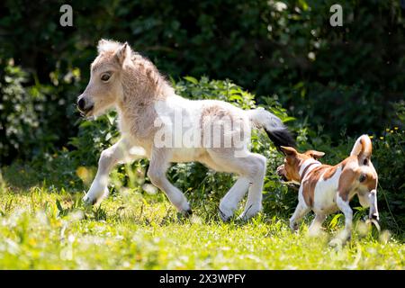 Tierfreundschaft : Mini Shetland Pony Fohlen und Jack Russell Terrier Hund spielen auf einer Wiese. Deutschland Stockfoto