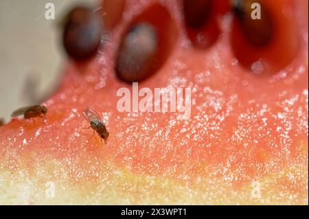 Drosophila oder Fruchtfliegen fressen Wassermelonen. Das Licht lässt ihre Flügel strahlen. Stockfoto