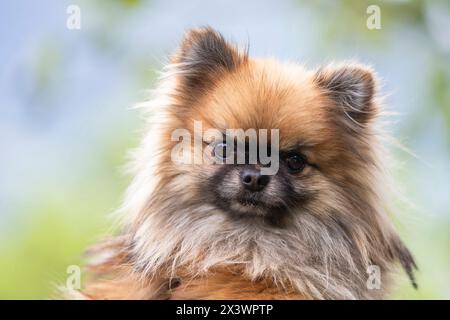 Pomchi (Pommern x Chihuahua). Porträt des erwachsenen Hundes. Deutschland Stockfoto