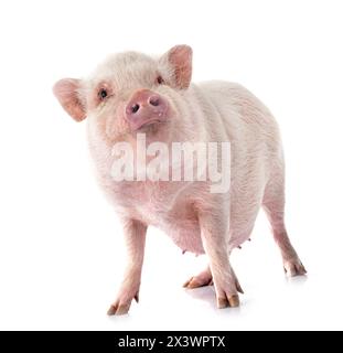 Rosafarbenes Miniaturschwein vor weißem Hintergrund Stockfoto