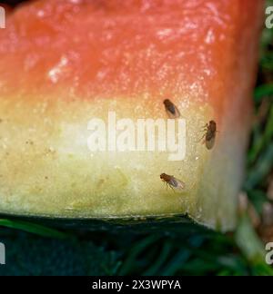 Drosophila oder Fruchtfliegen fressen Wassermelonen. Das Licht lässt ihre Flügel strahlen. Stockfoto