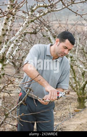 Ein Kirschbaum beschneiden. Andosilla, Navarra, Spanien. Stockfoto