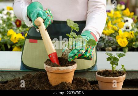 Gartengeräte. Transplantating Blumen. Gewächshaus Stockfoto