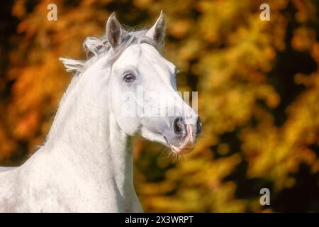 Connemara Pony. Porträt einer grauen Stute. Deutschland Stockfoto