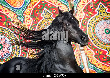 Reinrassiges Arabisches Pferd. Porträt eines schwarzen Hengstes mit einer Mähne, die vor der bunten Wandbehang fließt, Ägypten Stockfoto