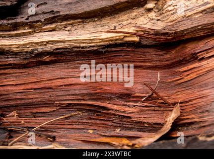 Nahaufnahme von freiliegendem, zersplittertem Stamm Eucalyptus grandis, Kaugummi, der sich horizontal nach dem Baum liegend, der am Weihnachtstag 2023 in Freak Tornado gefällt wurde. Stockfoto