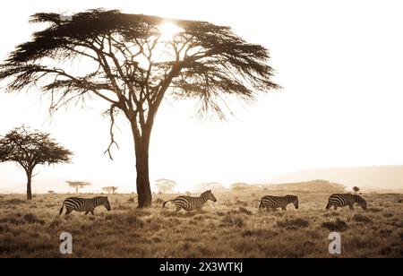 Ein sepiafarbenes Bild zeigt Zebras, die an einem Akazienbaum im Laikipia-Plateau in Kenia vorbeilaufen. Stockfoto