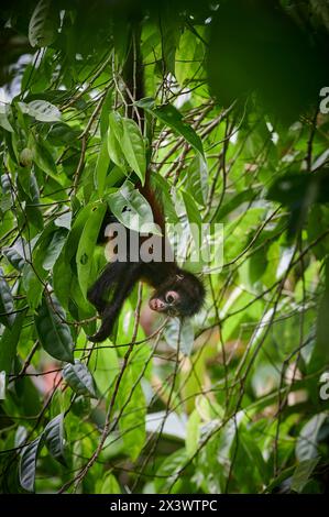 Mittelamerikanischer Spinnenaffen (Ateles geoffroyi) oder kunstvoller Spinnenaffen (Ateles geoffroyi ornatus). Baby in einem Baum. Corcovado Nationalpark, Osa Halbinsel, Costa Rica Stockfoto