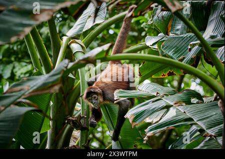 Mittelamerikanischer Spinnenaffen (Ateles geoffroyi) oder kunstvoller Spinnenaffen (Ateles geoffroyi ornatus) in einer Banane, die essen. Corcovado Nationalpark, Osa Halbinsel, Costa Rica Stockfoto