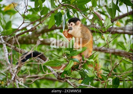 Mittelamerikanischer Eichhörnchenaffe (Saimiri oerstedii) in einem Baum, isst. Corcovado Nationalpark, Osa, Costa Rica Stockfoto