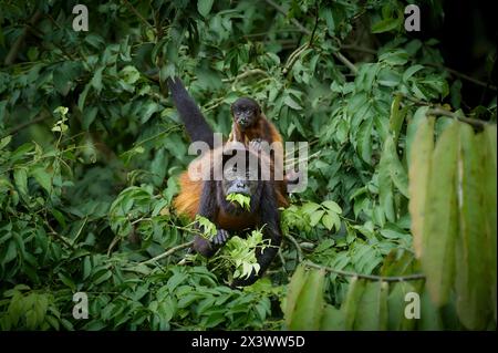 Mantled Howler (Alouatta palliata). Mutter und Junge in einem Baum, essen Parque Nacional Braulio Carrillo, Costa Rica, Mittelamerika Stockfoto