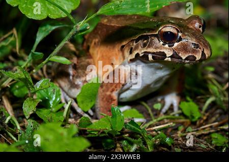 Wilde Dünnzehenfrosch (Leptodactylus savagei) im Parque Nacional VolcÃ¡n Arenal, Costa Rica Stockfoto