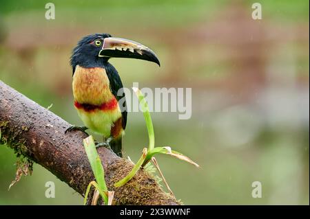 Aracari mit Kragen (Pteroglossus torquatus). Erwachsener, der auf einem Zweig steht. Maquenque Eco Lodge, Costa Rica Stockfoto