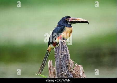 Aracari mit Kragen (Pteroglossus torquatus). Erwachsener, der auf einem Baumstumpf steht. Maquenque Eco Lodge, Costa Rica Stockfoto