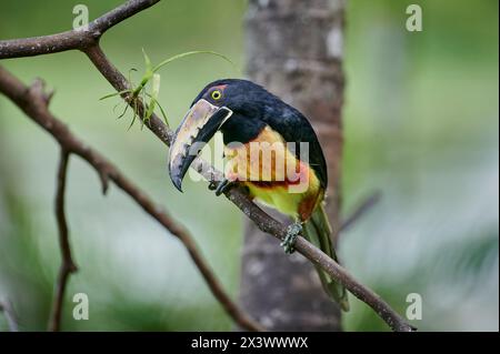 Aracari mit Kragen (Pteroglossus torquatus). Erwachsener, der auf einem Zweig steht. Maquenque Eco Lodge, Costa Rica Stockfoto