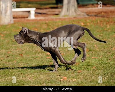 Portrait von Dogge reinrassigen Hund im Freien. Stockfoto