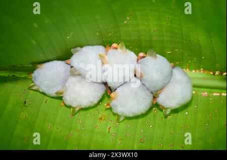 Honduranische Weiße Fledermaus (Ectophylla alba) unter einem Blatt, Braulio Carrillo Nationalpark, Costa Ric Stockfoto