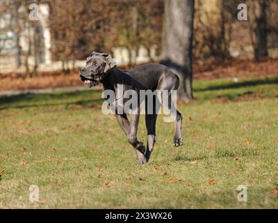 Portrait von Dogge reinrassigen Hund im Freien. Stockfoto