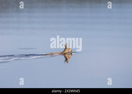 Reh (Capreolus capreolus). Doe schwimmt in einem Fluss. Schweden Stockfoto