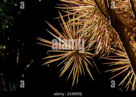 Rot-marginierte Dracaena (Dracaena marginata), beleuchtet von der niedrigen Sonne im australischen Garten. Grüne, gelbe, rosafarbene Blattspitzen. Kugelförmige Formen. Kopierbereich. Stockfoto