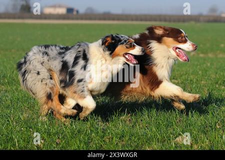 Zwei Australian Shepherd reinrassige Hunde auf der Wiese. Stockfoto