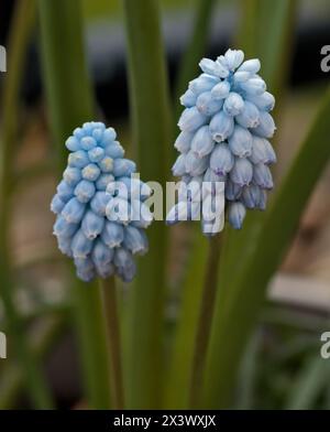 Muscari Valerie Finnis Stockfoto