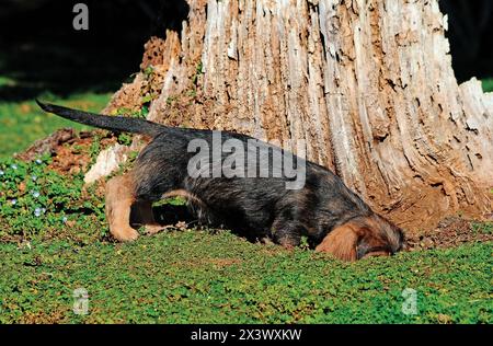 Schöne Dackel puppy dog portrait. Im Freien geschossen. Stockfoto