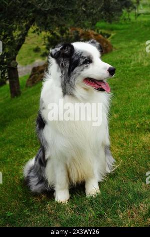 Portrait von wunderschönen Border Collie Hund in der Natur. Stockfoto