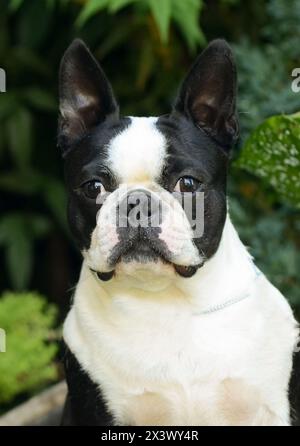 Boston Terrier Dog Portrait im Garten. Stockfoto