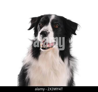 Portrait von reinrassigen Border Collie auf weißem Hintergrund. Stockfoto