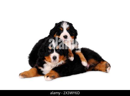 Zwei Welpen Bouvier Berner Sennenhunde auf weißem Hintergrund Stockfoto