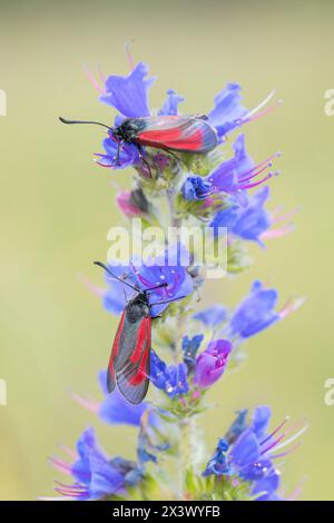 6-Spot-Burnet (Zygaena filipendulae). Zwei Falter auf blühenden Vipers Bugloss (Echium vulgare). Deutschland Stockfoto