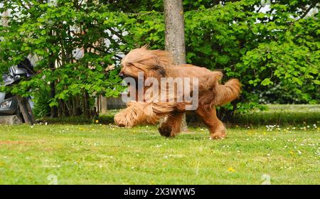 Briard Hund, Porträt der französischen Hirte im Außenbereich. Stockfoto