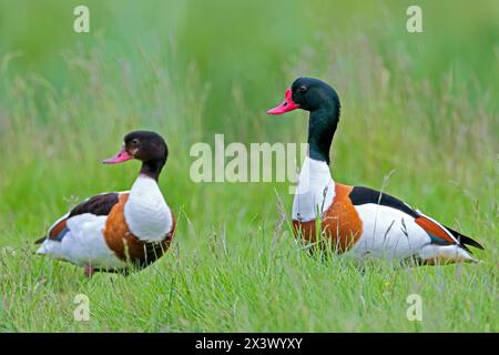 Gemeine Schutzente (Tadorna tadorna). Ein Paar im Zuchtgefieder, das im Gras steht. Deutschland Stockfoto