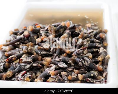 Percebes Gänsebarnacles, auch als Stielbarnacles oder Gänsebarnacles bezeichnet Fischmarkt frischer Fisch Aveiro, Portugal Stockfoto