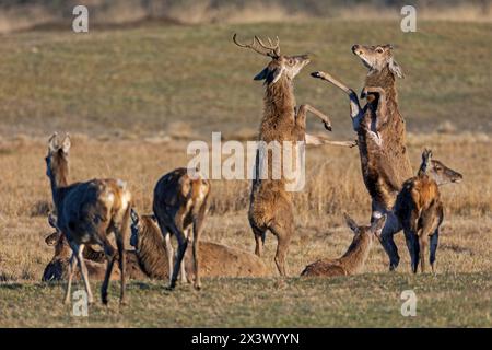 Rotwild (Cervus elaphus). Nachdem die älteren Rotwild bereits ihr Geweih abgeworfen haben, werden sie oft von jüngeren Rotwild, die noch ihr Geweih tragen, gefordert. Mit den vorderen Hufen weisen sie die Herausforderer auf. Dänemark Stockfoto