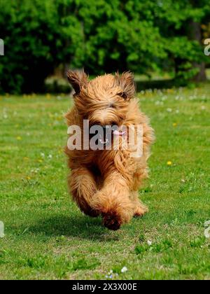 Briard Hund, Porträt der französischen Hirte im Außenbereich. Stockfoto