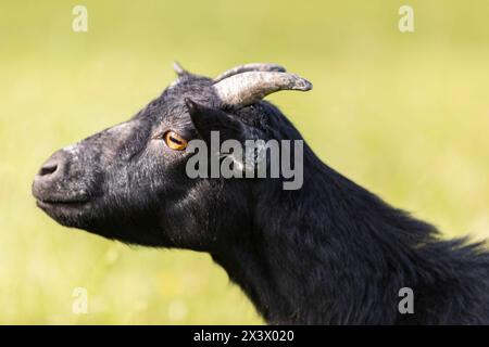 Zwergziege (Capra aegagrus hircus). Porträt des Erwachsenen im Sommer. Deutschland Stockfoto