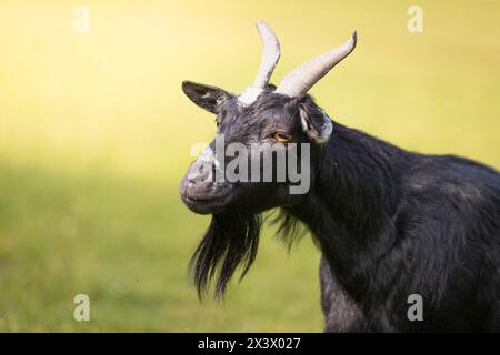 Zwergziege (Capra aegagrus hircus). Porträt des Erwachsenen im Sommer. Deutschland Stockfoto