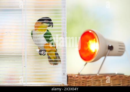 Schwarzköpfiger Caique (Pionites melanocephalus), erwärmt durch eine Wärmelampe. Deutschland. Stockfoto